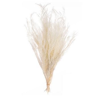 Uniquewise 28'' Dried Natural Melaleuca Bracteata Grass Preserved Flowers, White (Set of 2 Bunches)