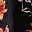 Red Black Daisy