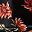 Red White Black Daisy