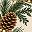 Evergreen Pinecone