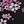 Cherry Blossom