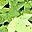 Genuine Peridot