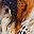 Colorful Leopard