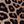 Leopard Print