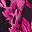 Rose Black