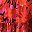 Floral Red