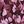 Purple Floral