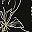 Black Gold Leaf