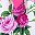 Deep Pinkish White