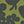 Olive Shadow Floral