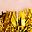 Gold Light Pink