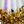 Gold Silver Iridescent
