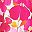 White Rose Pink