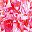 Pink Floral