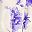 Purple Floral