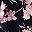 Pink Black Floral