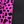 Pink Leopard