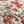Spice Floral Multi