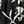 Black White Branch