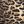Leopard Print No Wait