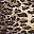 Leopard Print No Wait