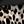Leopard Print Black