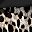 Leopard Print Black