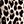 Black Leopard