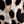 Black Leopard
