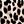 Black Leopard