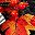 Orange A