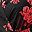 Red Floral