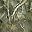 Camoarmygreen