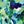 Blue Green