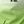 Green White