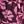 Flower Pink