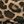 Cheetah Brown