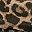 Cheetah Brown