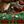 Red Green