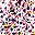 Floral Purple Red