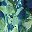 Flower Green