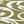 Military Olive