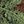 Green Brown Red