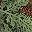 Green Brown Red
