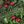 Green Red