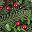 Green Red