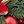 Red Green Gold
