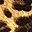 Sleek Leopard