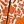 Orange Floral