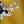 Ivory Yellow